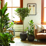 Ficus Moclame - 110 cm - VERDENA-110 cm inaltime, livrat in ghiveci de 6 l