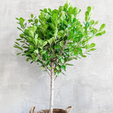 Ficus Moclame - 110 cm - VERDENA-110 cm inaltime, livrat in ghiveci de 6 l