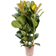 Black Friday - Reduceri Arbore de Cauciuc (Ficus Robusta) - 130 cm Promotie