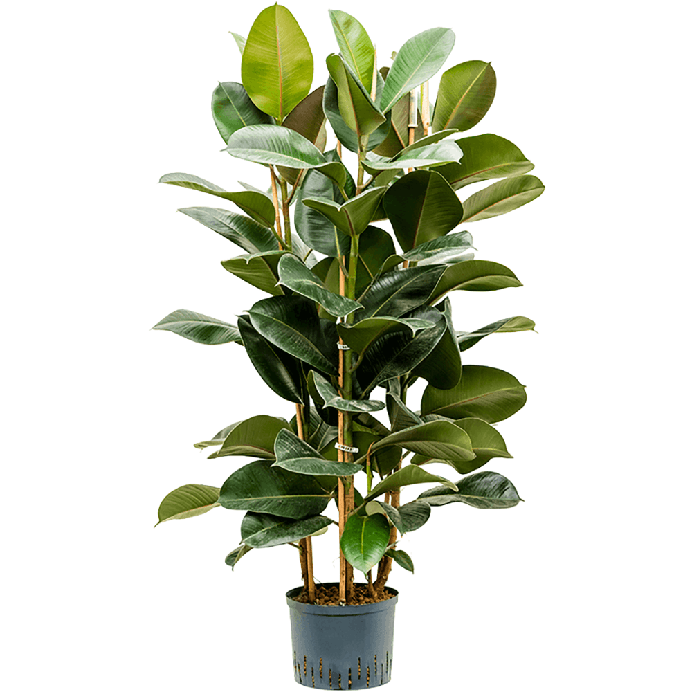 Ficus Robusta - 150 cm - VERDENA-150 cm la livrare in ghiveci cu Ø de 25 cm