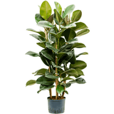 Ficus Robusta - 150 cm - VERDENA-150 cm la livrare in ghiveci cu Ø de 25 cm