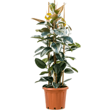 Ficus Robusta (bogat) - 150 cm - VERDENA-150 cm la livrare in ghiveci cu Ø de 38 cm