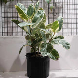 Ficus Tineke - 100 cm - VERDENA-100 cm inaltime, livrat in ghiveci de 20+ l