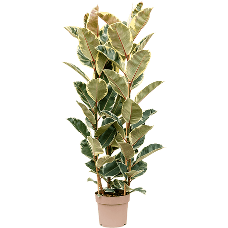 Ficus Tineke - 160 cm - VERDENA-160 cm la livrare, in ghiveci cu Ø de 25 cm