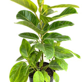 Ficus Yellow Gem, 100 cm la livrare, in ghiveci Ø 21 cm