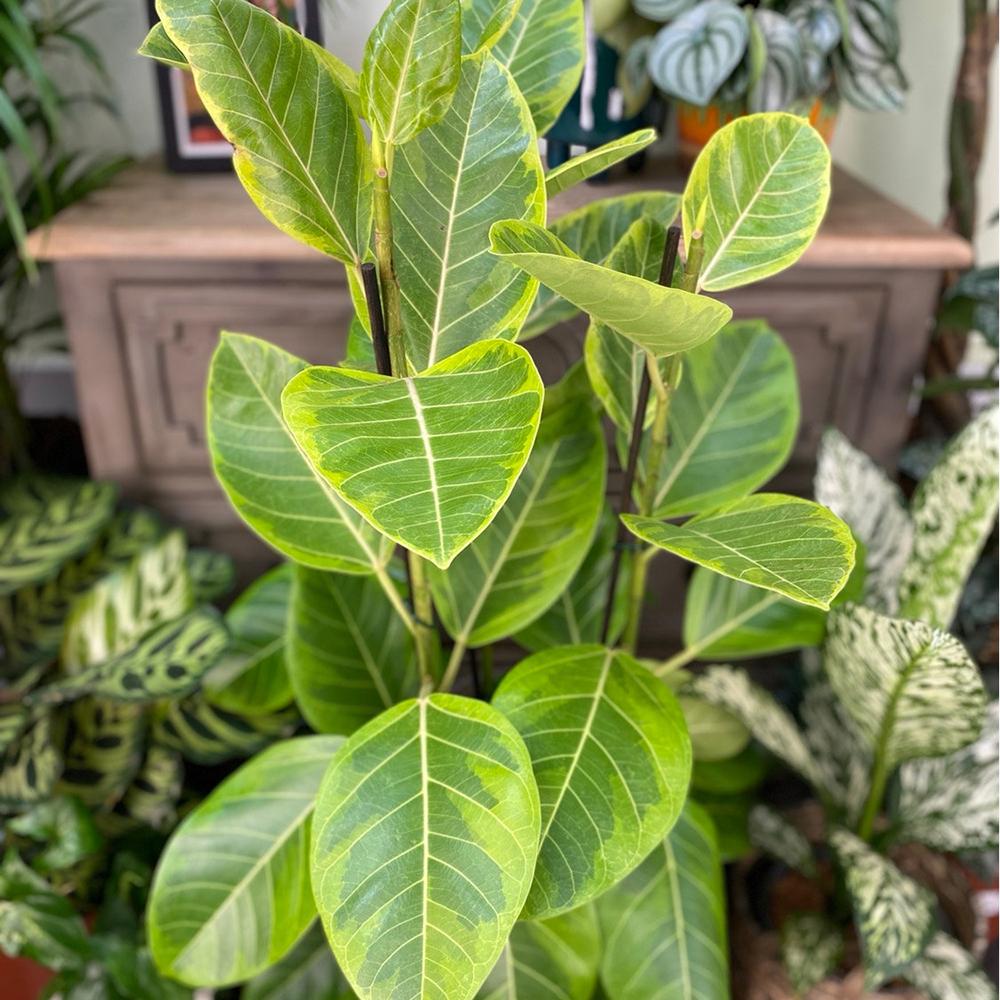 Ficus Yellow Gem, 100 cm la livrare, in ghiveci Ø 21 cm