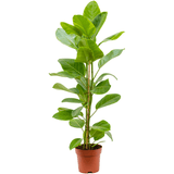 Ficus Yellow Gem, 100 cm la livrare, in ghiveci Ø 21 cm