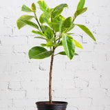 Ficus Yellow Gem, 100 cm la livrare, in ghiveci Ø 21 cm