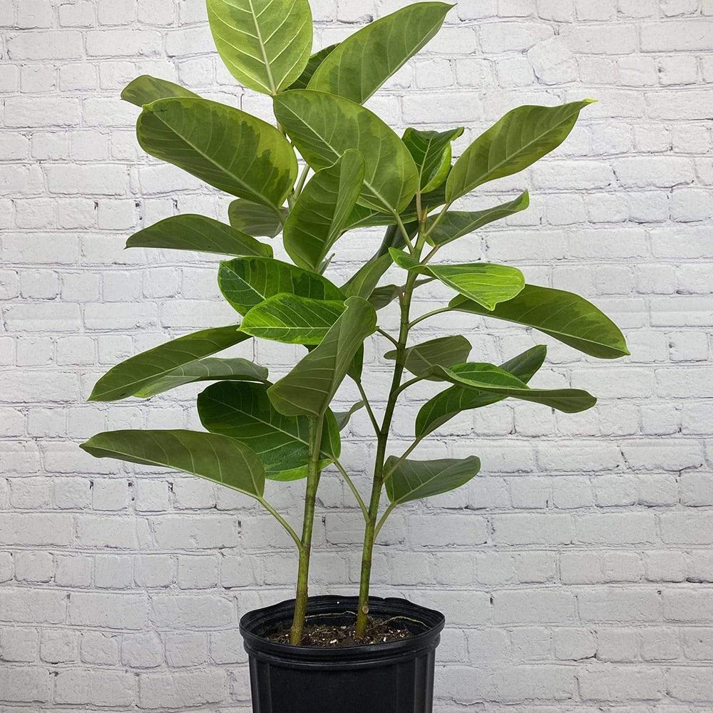 Ficus Yellow Gem, 100 cm la livrare, in ghiveci Ø 21 cm