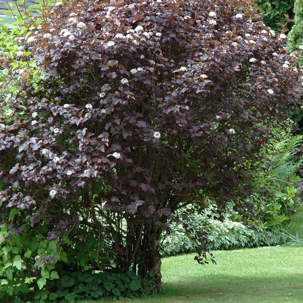 Fizocarp rosu (Physocarpus opulifolius Diabolo) - Altoit - VERDENA-120 cm la livrare, in ghiveci de 12 L