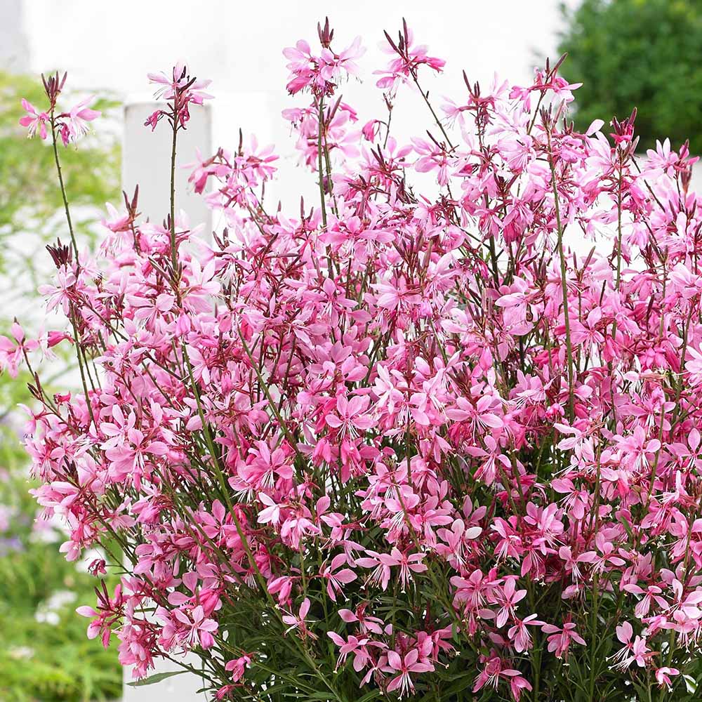 Floarea albinei (Gaura Lindheimeri) - VERDENA-20 - 30 cm inaltime livrat in ghiveci de 3 L