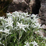 Floarea-de-colt (Leontopodium alpinum), cu flori albe - VERDENA-livrat in ghiveci de 1.1 l