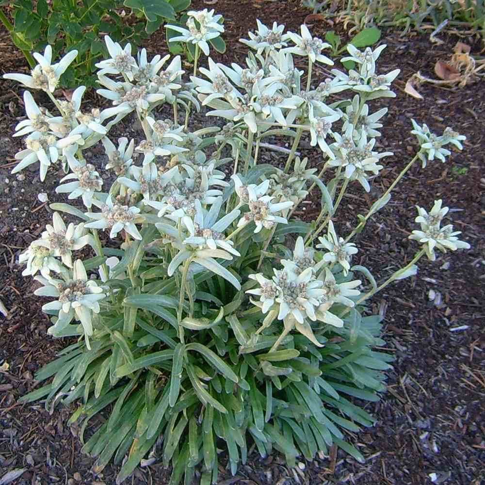 Floarea-de-colt (Leontopodium alpinum), cu flori albe - VERDENA-livrat in ghiveci de 1.1 l