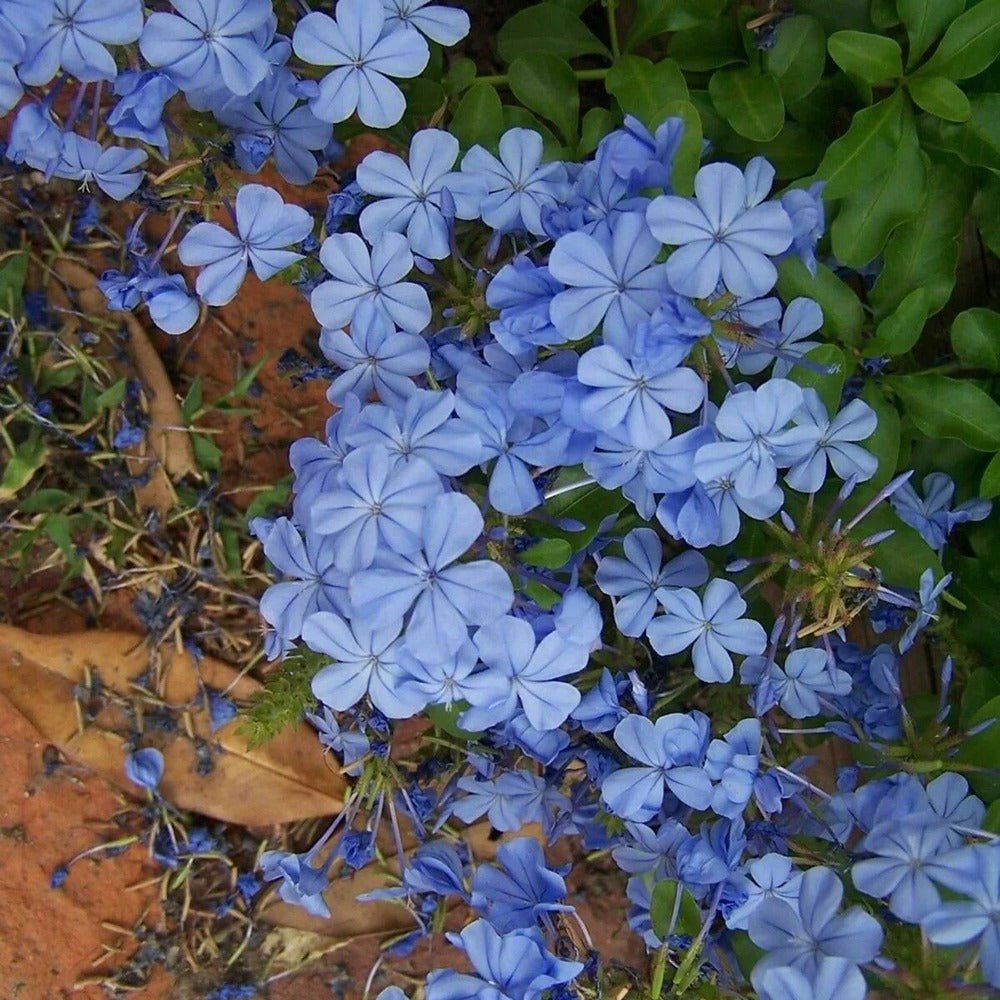 Floarea Dragostei Azur (Plumbago auriculata) - VERDENA-50+ cm inaltime, livrat in ghiveci de 2 l