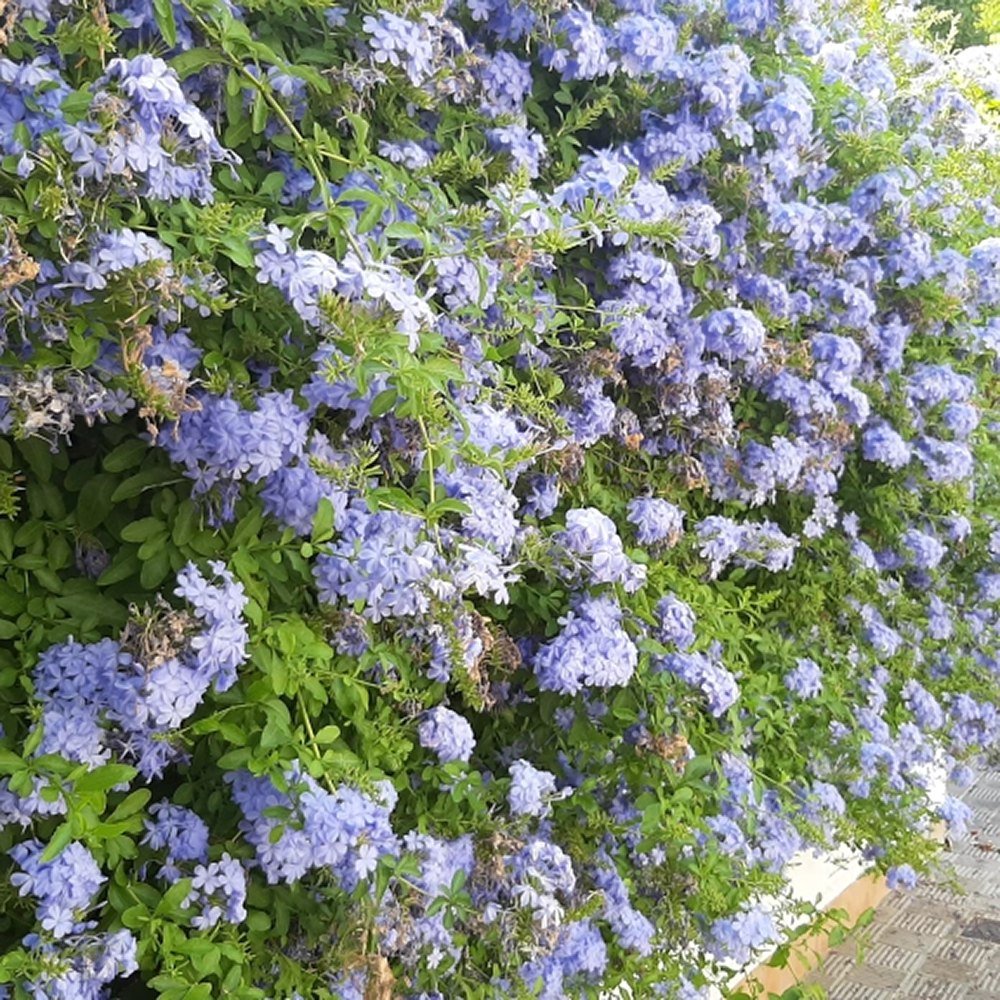 Floarea Dragostei Azur (Plumbago auriculata) - VERDENA-50+ cm inaltime, livrat in ghiveci de 2 l