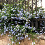 Floarea Dragostei Azur (Plumbago auriculata) - VERDENA-50+ cm inaltime, livrat in ghiveci de 2 l