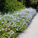 Floarea Dragostei Azur (Plumbago auriculata) - VERDENA-50+ cm inaltime, livrat in ghiveci de 2 l