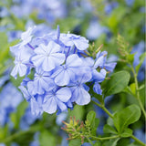 Floarea Dragostei Azur (Plumbago auriculata) - VERDENA-50+ cm inaltime, livrat in ghiveci de 2 l