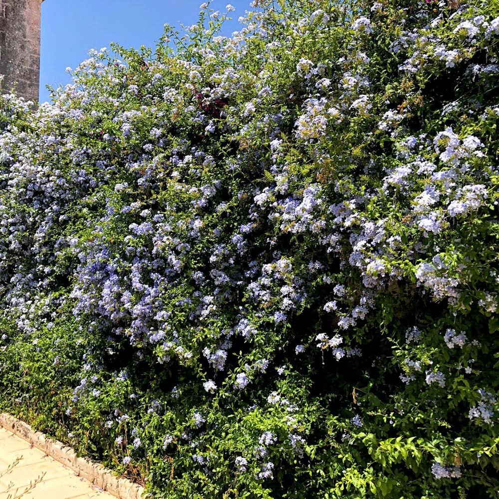 Floarea Dragostei Azur (Plumbago auriculata) - VERDENA-50+ cm inaltime, livrat in ghiveci de 2 l