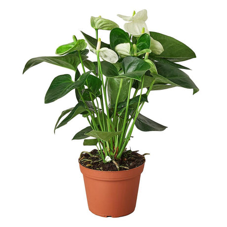 Floarea flamingo (Anthurium andraeanum) White Champion, 40 cm la livrare, in ghiveci de Ø  12 cm