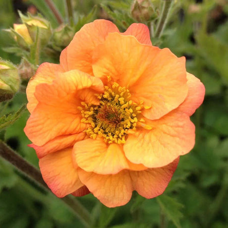 Floarea Geum Totally Tangerine, cu flori portocalii