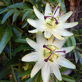 Floarea Pasiunii (Passiflora Caerulea) Constance Elliot, cu flori albe - VERDENA-65 cm inaltime, livrat in ghiveci de 2 l