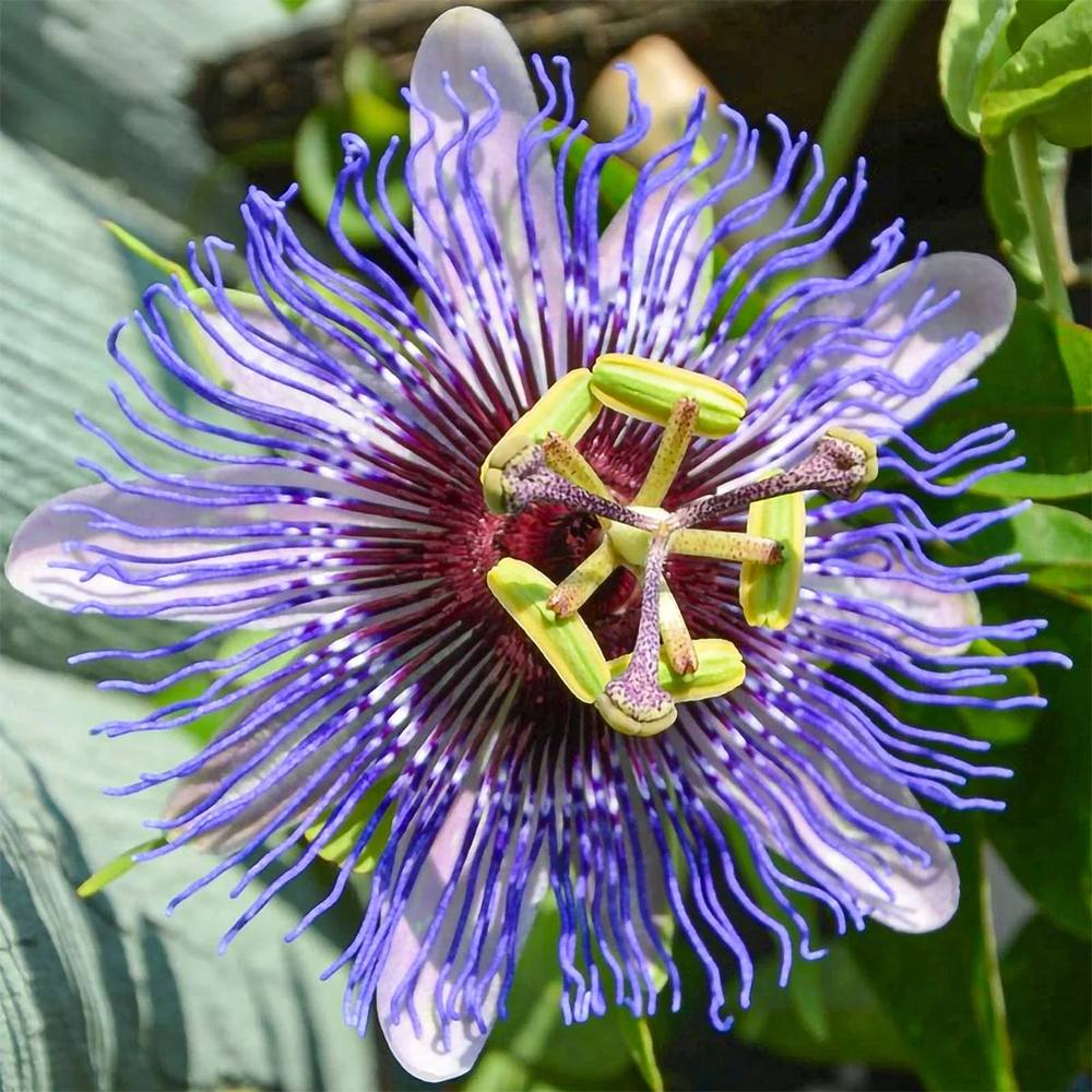 Floarea Pasiunii (Passiflora Caerulea) Purple Haze, cu flori violet intens - VERDENA-65 cm inaltime, livrat in ghiveci de 2 l