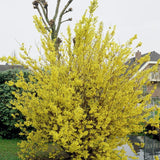 Forsythia Lynwood - VERDENA-60-80 cm inaltime la livrare, in ghiveci de 6.5 L