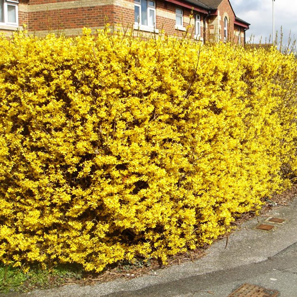 Forsythia Spectabilis - VERDENA-40-60 cm inaltime livrat in ghiveci de 3 L