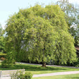 Frasin Comun (Fraxinus Excelsior)