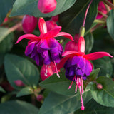 Fuchsia, 45-50 cm inaltime, in ghiveci de 2L