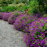 Geranium Anne Thomson - VERDENA-10-15 cm cm inaltime livrat in ghiveci de 0.7 L