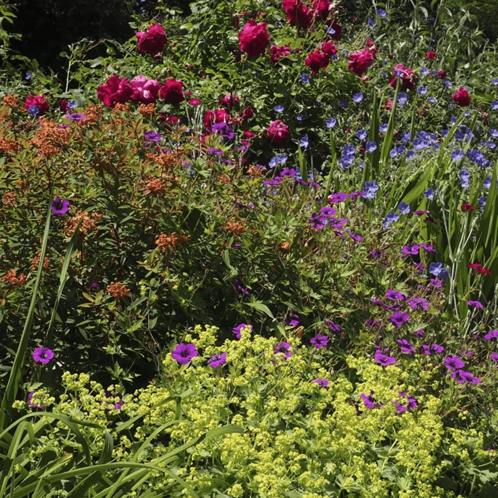 Geranium Anne Thomson - VERDENA-10-15 cm cm inaltime livrat in ghiveci de 0.7 L