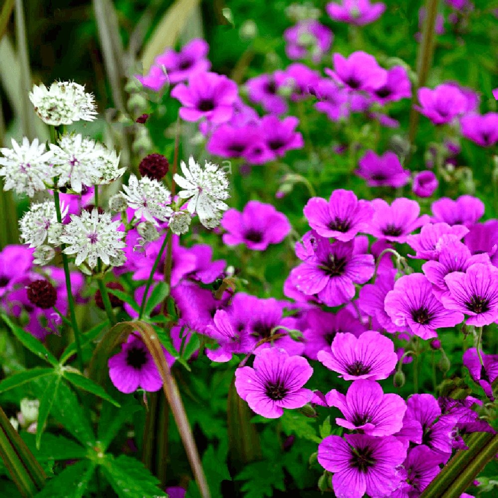 Geranium Anne Thomson - VERDENA-10-15 cm cm inaltime livrat in ghiveci de 0.7 L