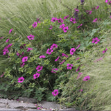 Geranium Anne Thomson - VERDENA-10-15 cm cm inaltime livrat in ghiveci de 0.7 L