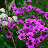 Geranium Anne Thomson - VERDENA-10-15 cm cm inaltime livrat in ghiveci de 0.7 L