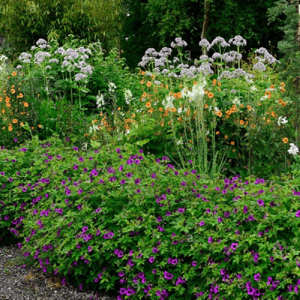 Geranium Anne Thomson - VERDENA-10-15 cm cm inaltime livrat in ghiveci de 0.7 L