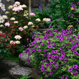 Geranium Anne Thomson - VERDENA-10-15 cm cm inaltime livrat in ghiveci de 0.7 L