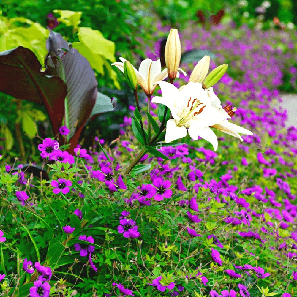 Geranium Anne Thomson - VERDENA-10-15 cm cm inaltime livrat in ghiveci de 0.7 L