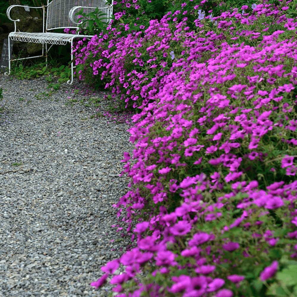 Geranium Anne Thomson - VERDENA-10-15 cm cm inaltime livrat in ghiveci de 0.7 L