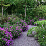 Geranium Anne Thomson - VERDENA-10-15 cm cm inaltime livrat in ghiveci de 0.7 L