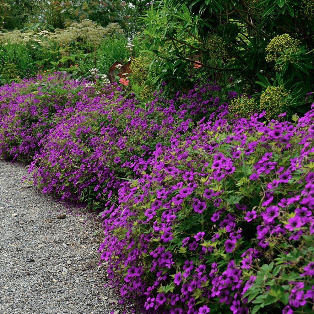 Geranium Anne Thomson - VERDENA-10-15 cm cm inaltime livrat in ghiveci de 0.7 L