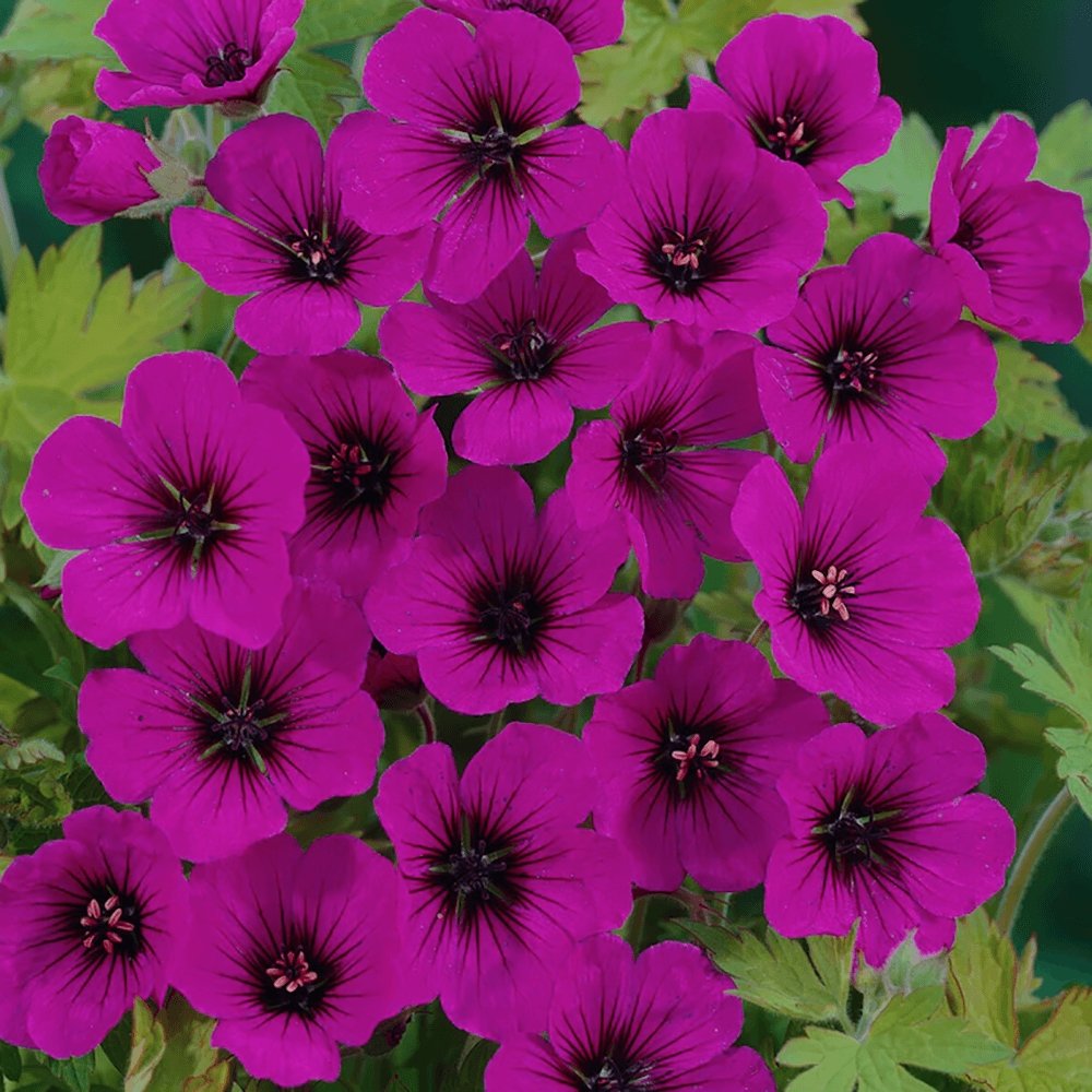 Geranium Anne Thomson - VERDENA-10-15 cm cm inaltime livrat in ghiveci de 0.7 L