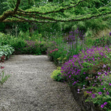 Geranium Anne Thomson - VERDENA-10-15 cm cm inaltime livrat in ghiveci de 0.7 L