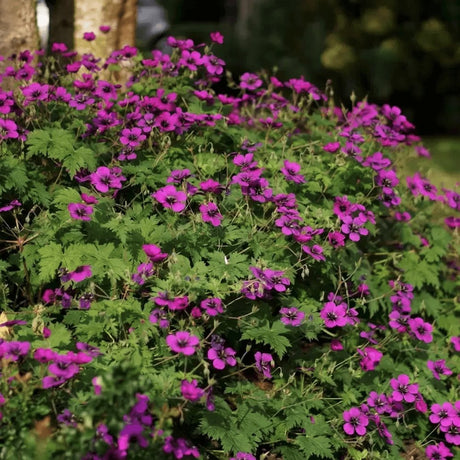 Ciocul Berzei Geranium Dragon Heart