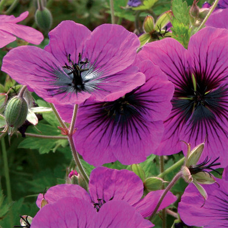 Ciocul Berzei Geranium Dragon Heart