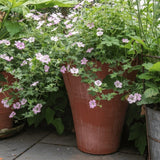 Geranium Dreamland - VERDENA-10-15 cm cm inaltime livrat in ghiveci de 0.7 L