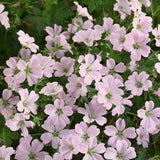 Geranium Dreamland - VERDENA-10-15 cm cm inaltime livrat in ghiveci de 0.7 L