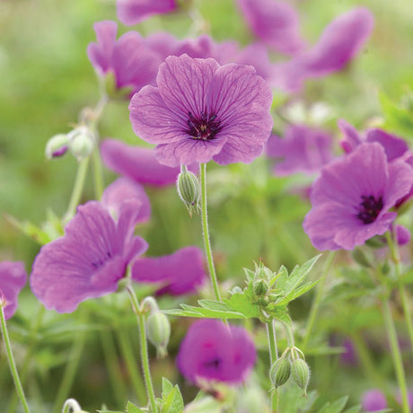 Geranium JS Matu Vu - VERDENA-8-10 cm inaltime livrat in ghiveci de 2 L