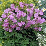 Geranium Karmina - VERDENA-25-30 cm la livrare, in ghiveci de 3 L